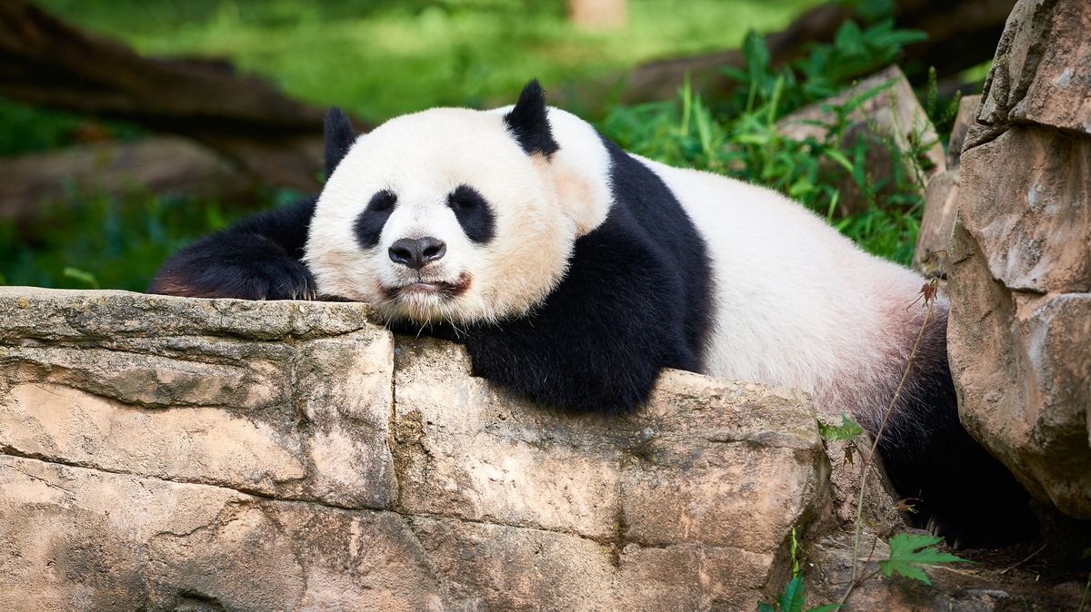 Pandy mizí ze zoologických zahrad po světě, Čína je stahuje zpět